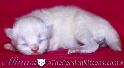 persian kitten newborn