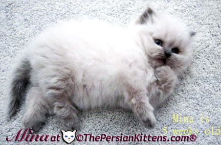 persian kittens image