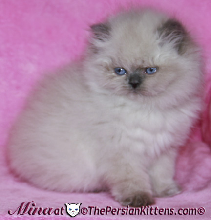 persian kittens image