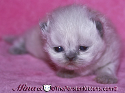 persian kitten at two weeks