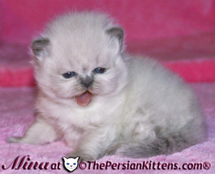 persian kitten at two weeks