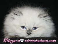 blue point persian himalayan kittens