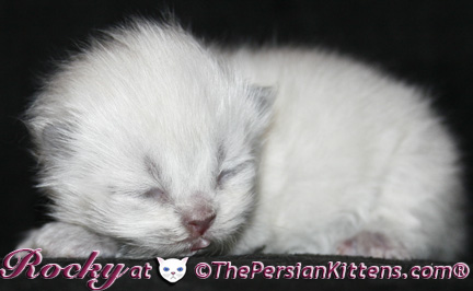 lilac point persian himalayan kittens