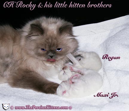 persian kitten Rocky and Kittens