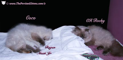 persian kitten family