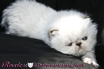 lilac cream point persian kittens