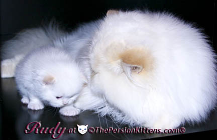 persian kittena and persian cats