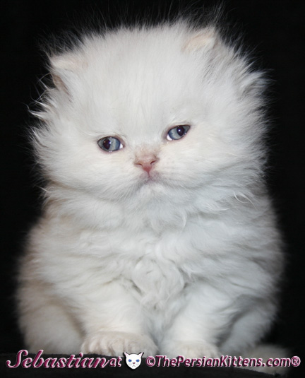 cream point persian kittens