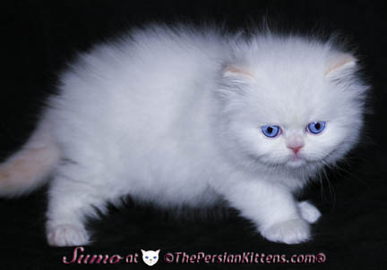 picture of persian kittens