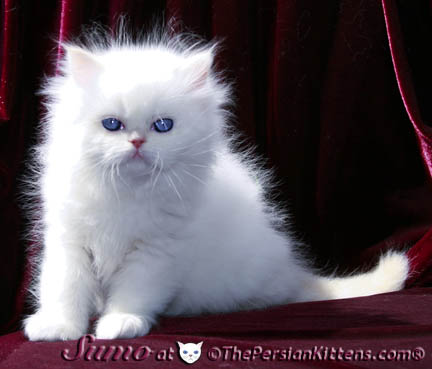 picture of persian kittens