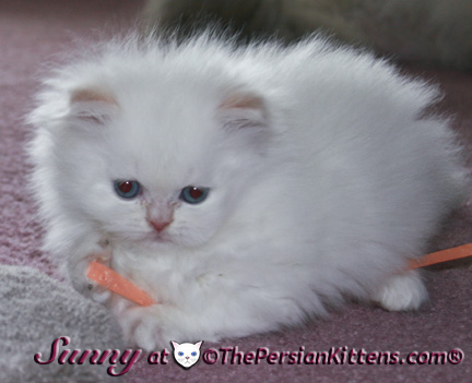 cream point persian kittens