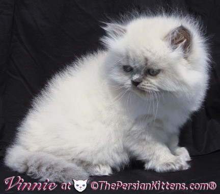 lilac point persian kittens
