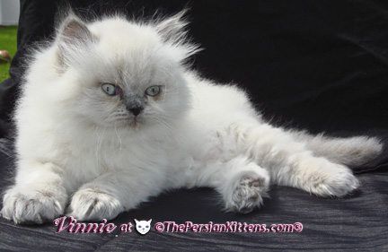 lilac point persian kittens