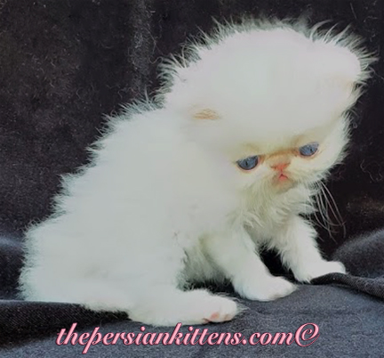 pictures of persian kittens