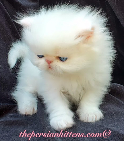 persian kittens fore sale