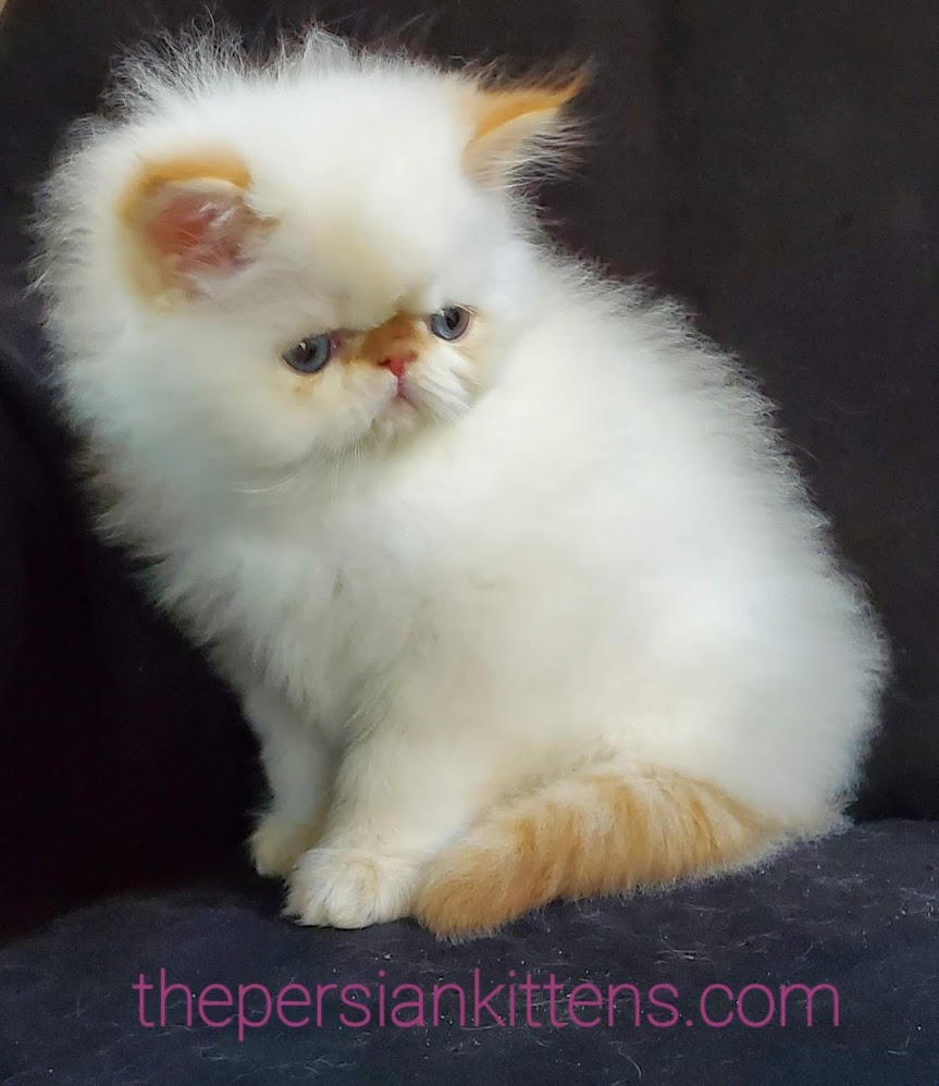 51 Top Photos Persian Kittens Breeders Near Me / Sugar Babies Himalayan And Persian Kittens Home Facebook