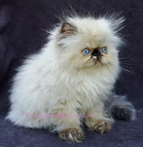 Kittens for Sale Near Me | Cats For Sale - The Persian Kittens