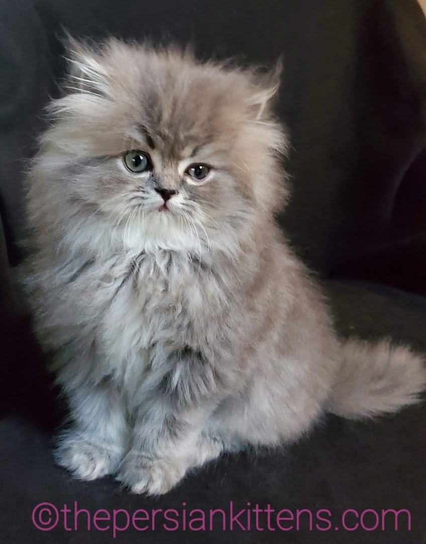 persian kitten image