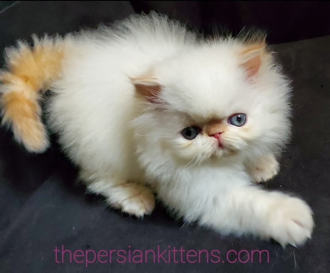 persian kitten image