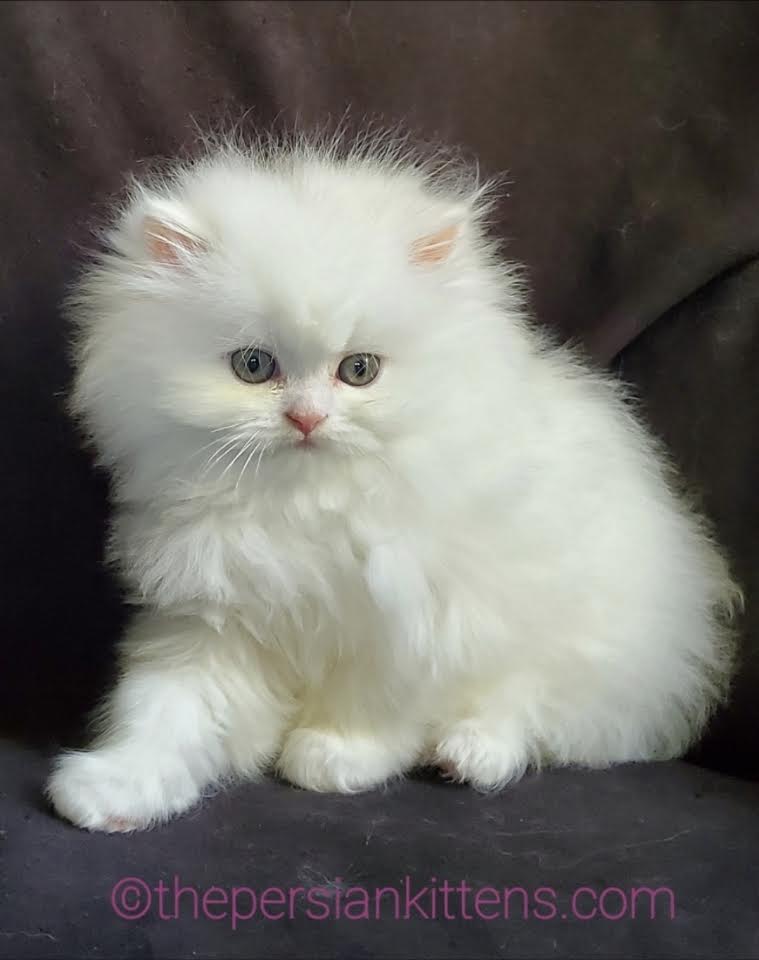 Persian Kittens Image
