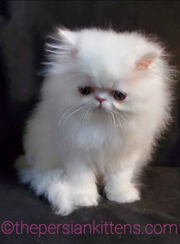 Persian Kittens Image