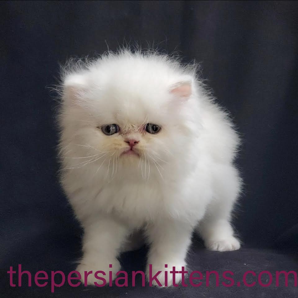 Persian Kittens Image