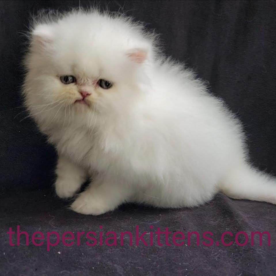 Persian Kittens Image