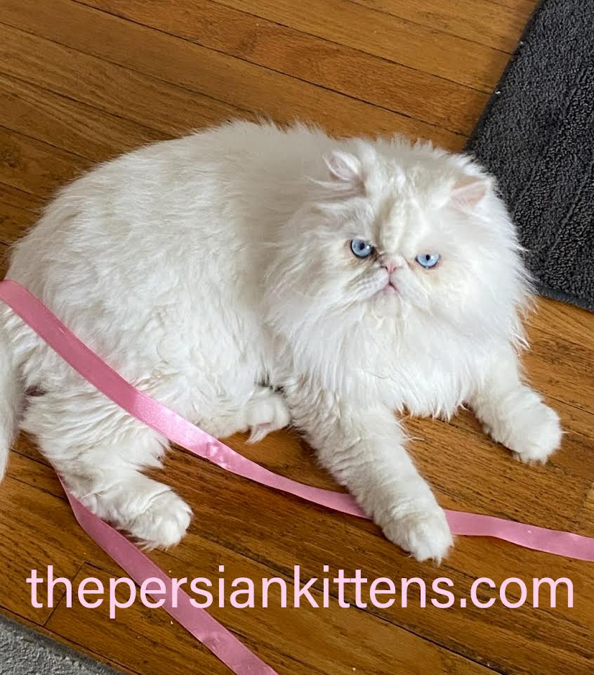 Persian Kittens Image