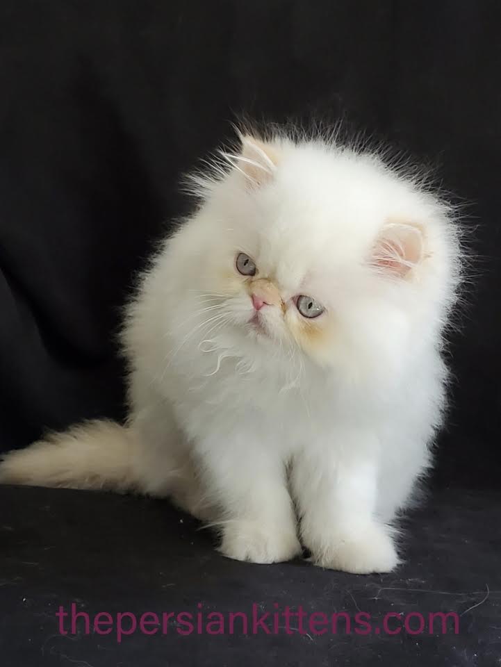 Persian Kittens Image