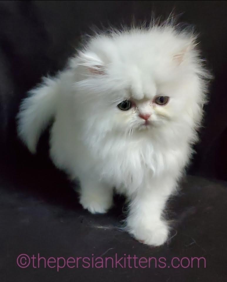 Persian Kittens Image