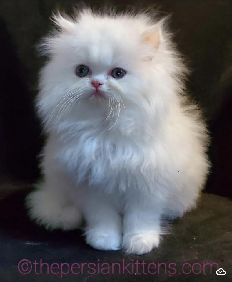 Persian Kittens Image