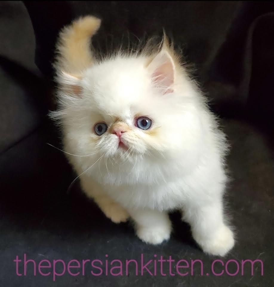 Persian Kittens Image