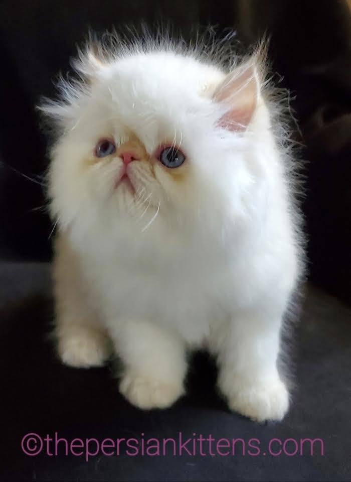 Persian Kittens Image