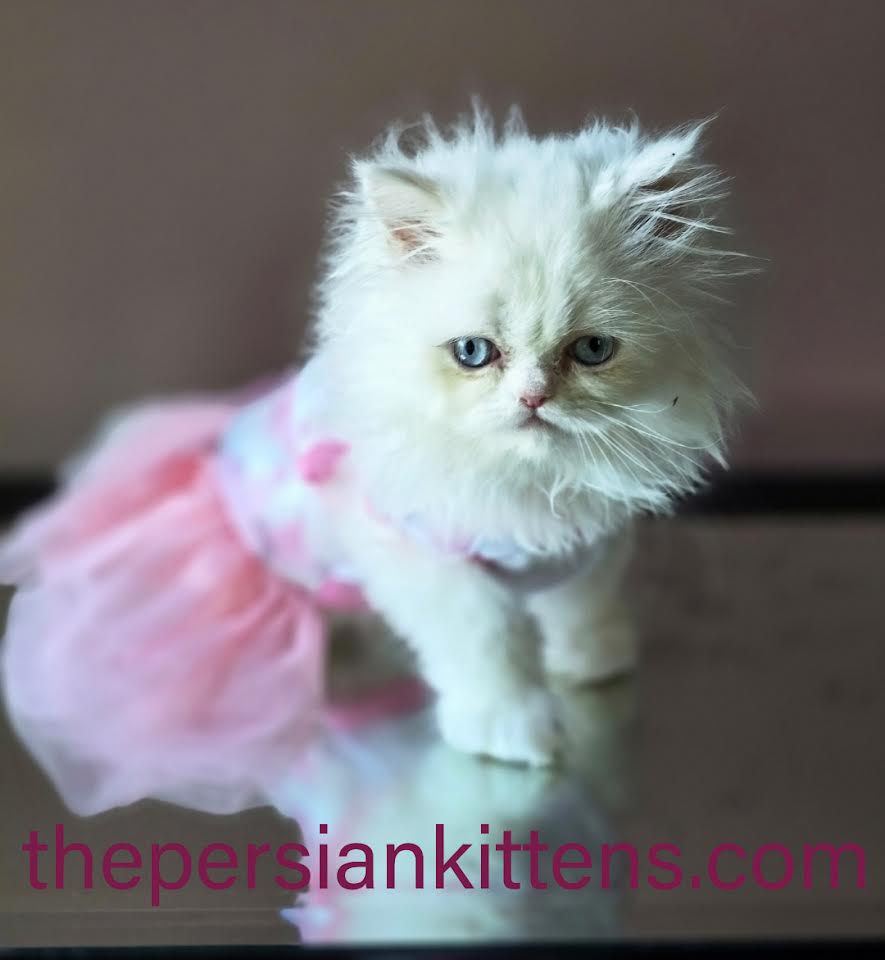 Persian Kittens Image