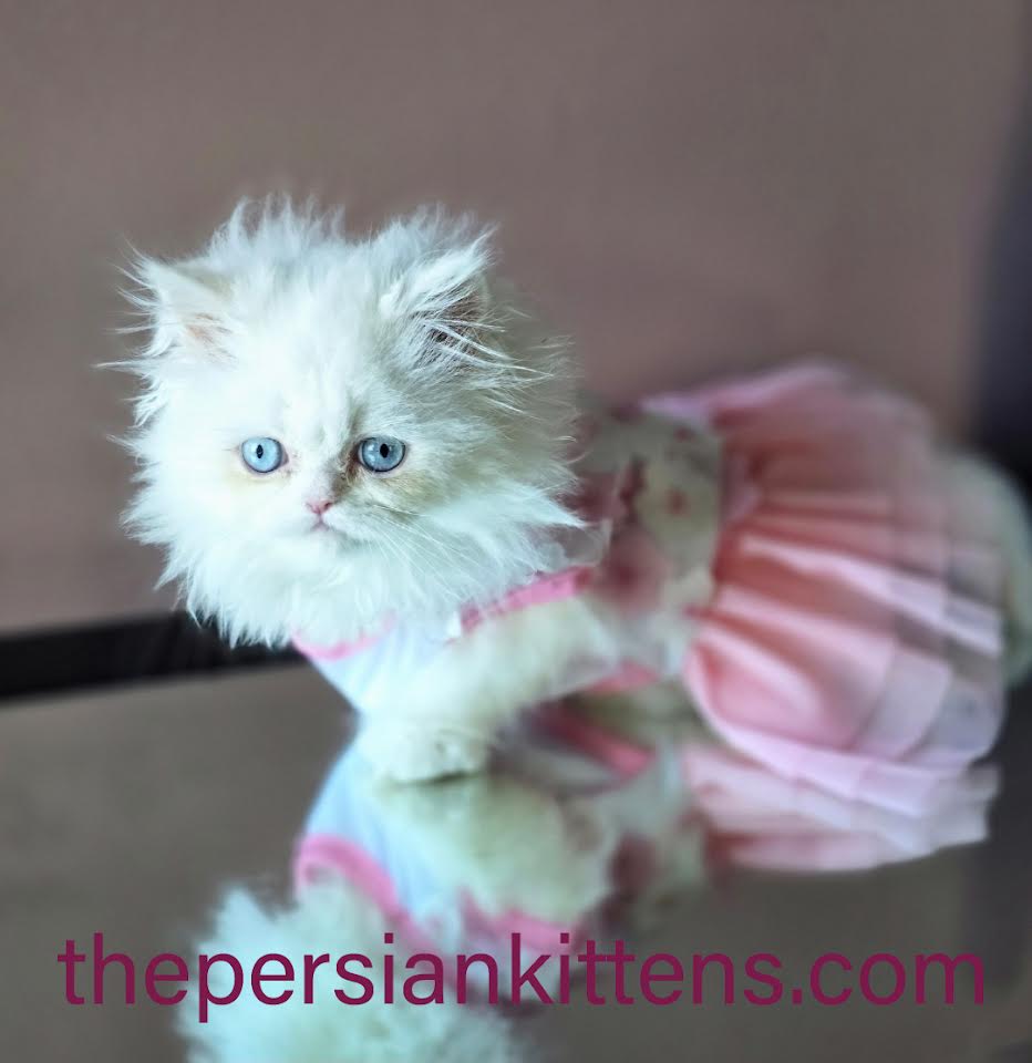Persian Kittens Image