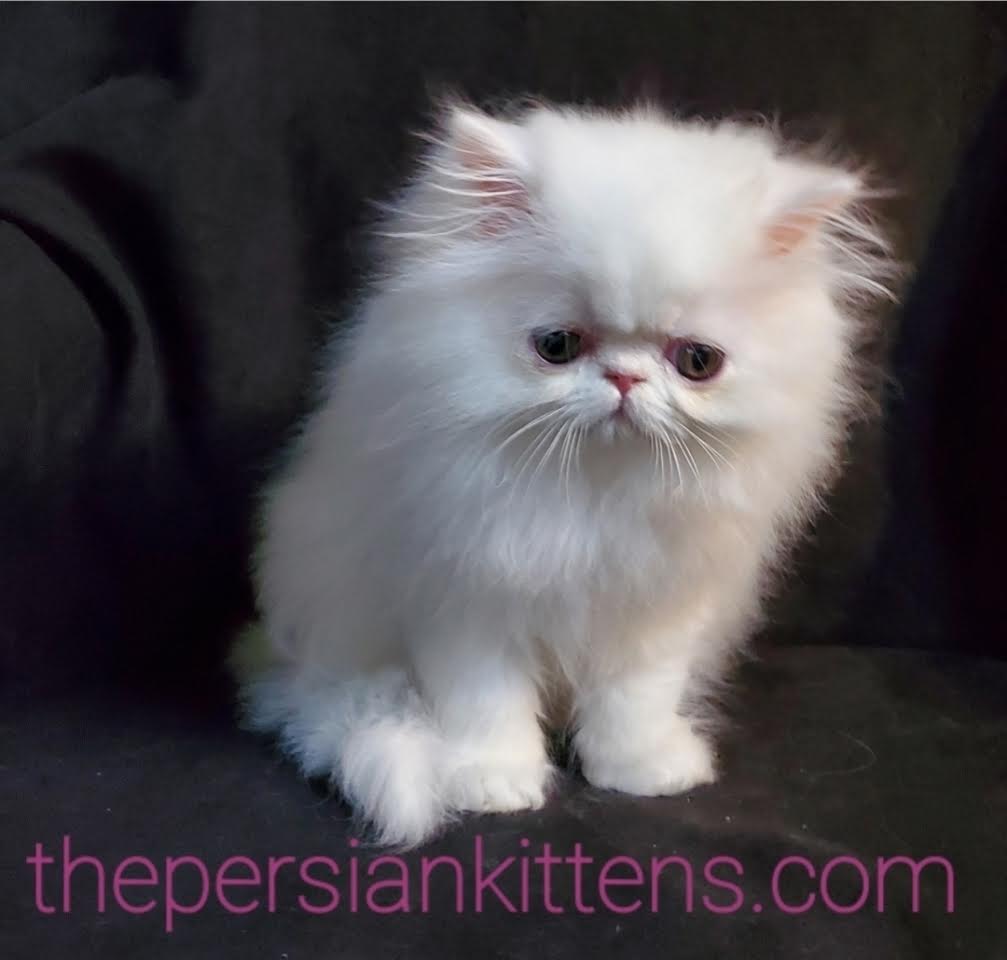 Persian Kittens Image