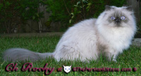 Picture of Persian Cats Rocky