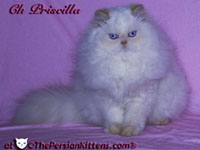 Persian Kittens Picture of Champion Priscilla