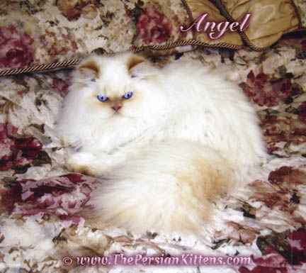 Persian Kittens Pictures of Angel at Christmas