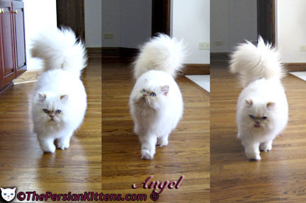 Persian Kittens Pictures of Angel