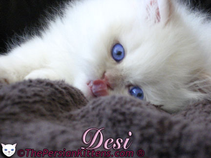 Persian Kittens Images