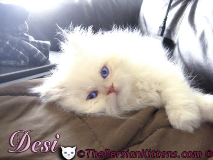 Images of Persian Kittens