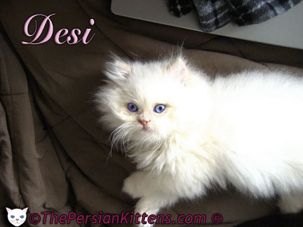 Persian Kitten Photos