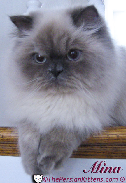 Persian Kittens Pictures of Angel