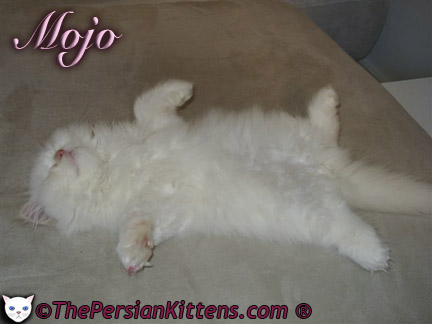 Pictures of Persian Kittens 2