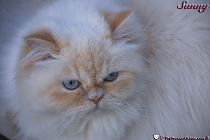 Persian Kittens Pictures
