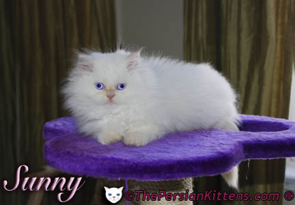 Pictures of Persian Kittens 2