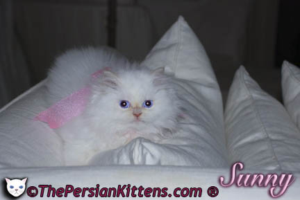 Persian Kittens Pictures