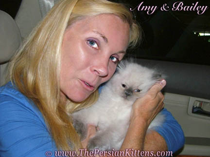 Pictures of White Persian Kittens