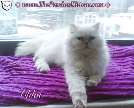 Picture of White Persian Kittens